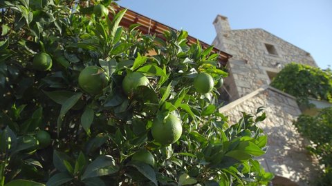 Limes growing on tree next to a traditional stone built house in Greece