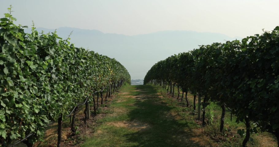 Walking through a vineyard in Kelowna, British Columbia with a smokey mountain background due to forest fires.