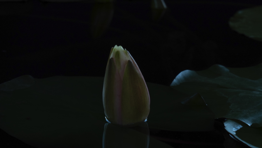 Time lapse of white lotus water lily flower opening. Waterlily nymphaea aquatic plant blooming in pond in timelapse on black background. Royalty-Free Stock Footage #1058715811