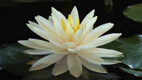 Time lapse of white lotus water lily flower opening. Waterlily nymphaea aquatic plant blooming in pond in timelapse on black background.