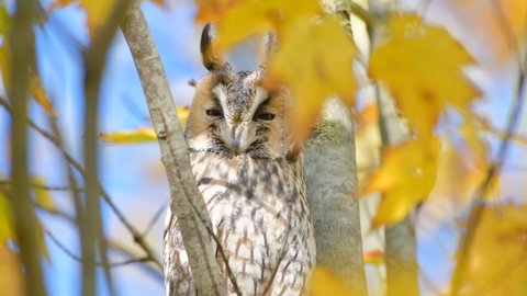 Long-eared owl (Asio otus) sitting high up in a tree with yellow colored leafs during a fall day. Slow motion clip at half speed.