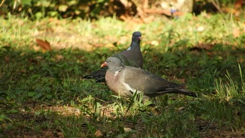 a pair of large wild dove pigeons (a bird that looks like a pigeon, but much larger, a resident of the forests) nibble the grass - graze in a meadow on a sunny summer day