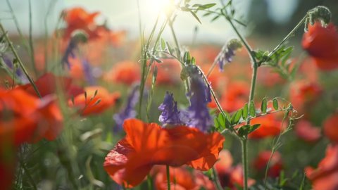Camera moves through the poppy field. Red poppies and other wildflowers in sunset light. Summer nature concept