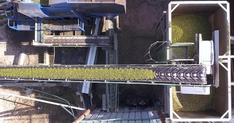Fresh harvested Olives transported on long Conveyor Belts at a local Press factory. Aerial view.