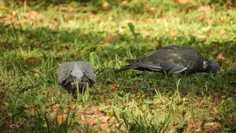 a pair of large pigeons (a wild gray bird, similar to a dove, but much larger, a resident of the forests) nibble the grass - graze in a meadow on a sunny summer day