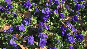 Detail Macro shot of colorful small Violet flowers from above aerial different perspective angles 4K video displays natural background buying