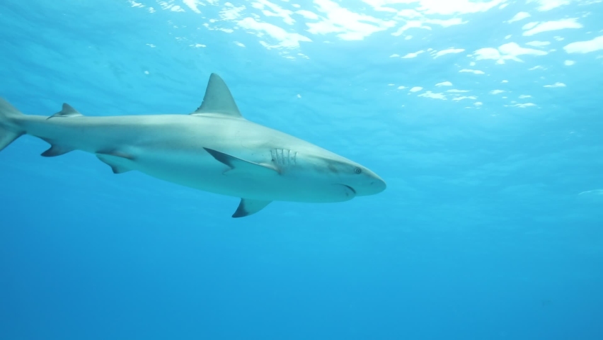 Tigershark in the Bahams. Sourounded with many other reef sharks Clear blue water captured with a canon 5D IV in 4K resolution.  Royalty-Free Stock Footage #1058728417