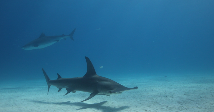 Tigershark in the Bahams. Sourounded with many other reef sharks Clear blue water captured with a canon 5D IV in 4K resolution.  Royalty-Free Stock Footage #1058728450