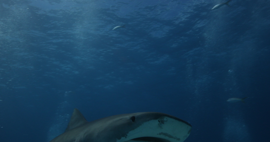 Tigershark in the Bahams. Sourounded with many other reef sharks Clear blue water captured with a canon 5D IV in 4K resolution. 