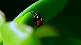 red ladybug crawl on blade of grass against blurred background, tilt shift lens