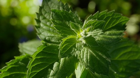 green leaves of nettle are covered with villi close-up, ecology theme