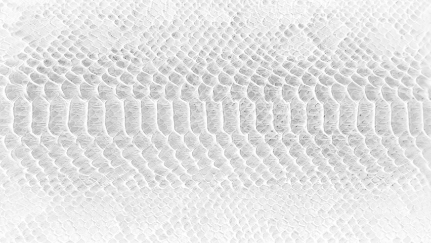 Skin snake background White snake skin texture Close-up 