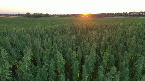Wide aerial sunset view of a beautiful CBD hemp field. Medicinal and recreational marijuana plants cultivation.