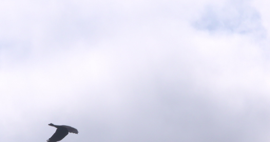 Black Crow raven jackdaw bird flying slow motion wings beating Royalty-Free Stock Footage #1058732464