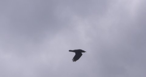 Black Crow raven jackdaw bird flying slow motion wings beating