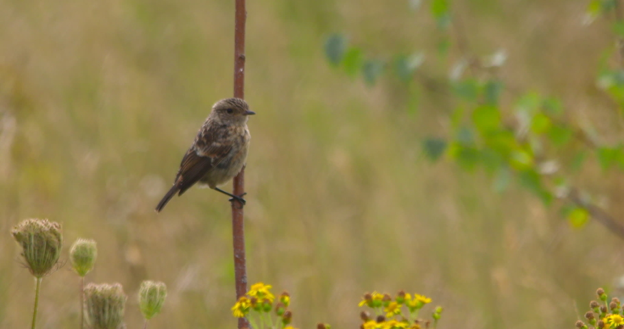 Stonechat bird flying away from flower meadow perch slow motion