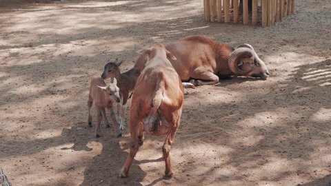 brown goat family and newborn babies suck milk
