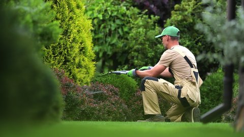 Experienced Male Landscaper Taking Care Of Private Property Lawn And Garden. Expert Gardener Trimming And Shaping Low Vegetation.