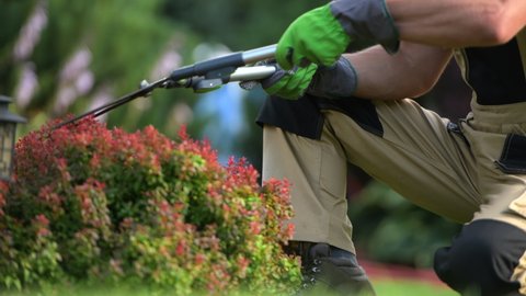 Man Trimming Small Red Bush With Manual Garden Scissors. Close Up Of Landscaper Kneeling Down On One Knee And Shaping Shrub With Quick Movement Of Sheers.