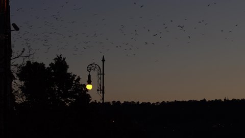 street lights in the city and flocks of birds flying in the background after sunset in the center of Prague city