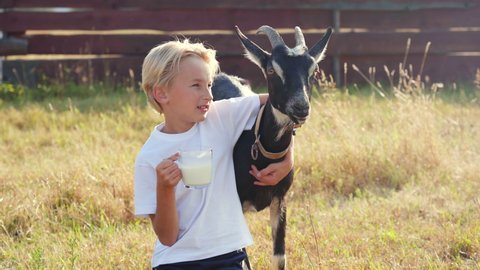 The boy drinks goat milk from a mug and hugs his beloved goat.