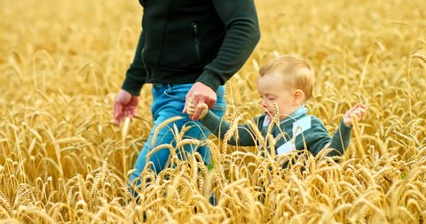 Father carefully leads the little son through the wheat field, walking together. Portrait of a son who goes by the hand with his father. Happy childhood, family values. 4k, ProRes
