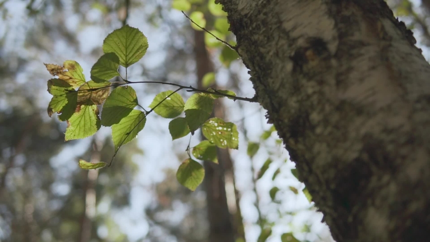 Birch branch with green natural leaves revealing sky and sun beams, pan and tilt in the autumn forest, sunny day, close up slow motion. Sun rays bursting through fresh foliage leaves blowing in wind.  Royalty-Free Stock Footage #1058744137