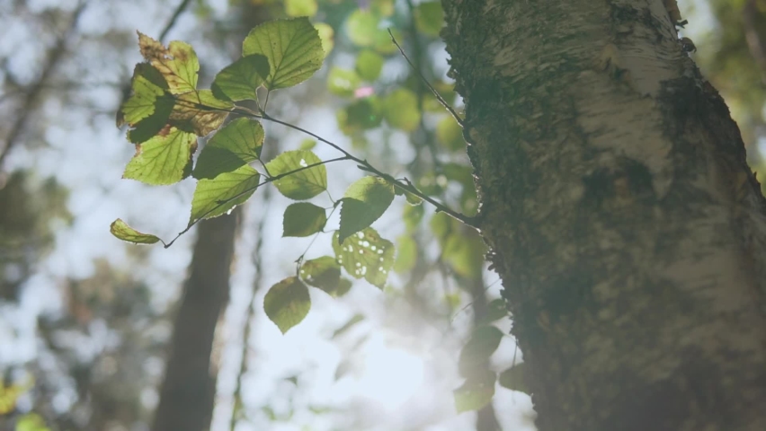 Birch branch with green natural leaves revealing sky and sun beams, pan and tilt in the autumn forest, sunny day, close up slow motion. Sun rays bursting through fresh foliage leaves blowing in wind.  Royalty-Free Stock Footage #1058744137
