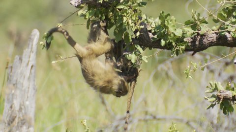 Baby baboons wrestle and playfight as they hang from a tree in the wild of Botswana Africa.