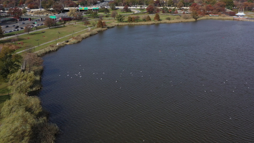 aerial dolly in over seagulls flying low over Meadow Lake with the Grans Central Parkway in the background on a cloudy day in Flushing Meadows Corona Park, Queens, NY