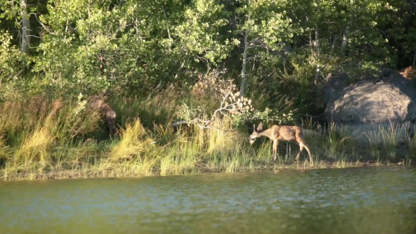 Two young mule deer browse on grass and leaves near the water