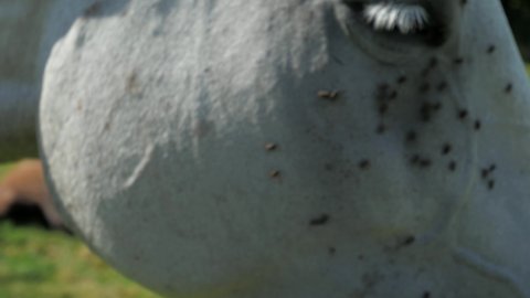 Horse eye and mouth with anoying small flies. Insects on animal head. 