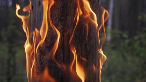 coniferous forest in fire, burning tree close up. wildfire, forest fire, wildfires caused by arson. uncontrolled fire on forest land caused by humans that spreads quickly