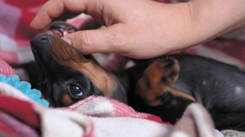 Owner plays with adorable dachshund puppy on bed at home, close up. Fangs of baby dog grow and itch, so pet bites fingers and hands of man