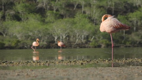 Flamingo Perched on One Leg Scratching Itself in Shallow Lake of Lush Floreana Island, Galapagos