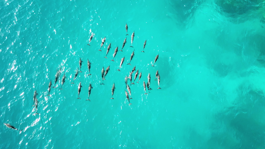 AERIAL HIGH ALTITUDE, Massive Pod of Dolphins in Red Sea Royalty-Free Stock Footage #1058756653