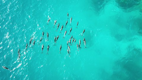 AERIAL HIGH ALTITUDE, Massive Pod of Dolphins in Red Sea