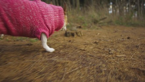 Chihuahua dog walking on a forest path with a pink pullover, sniffing around