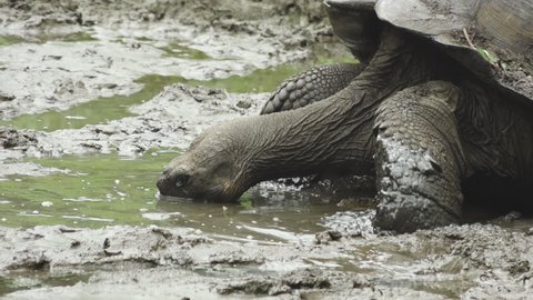 Giant Tortoise Feeding in Muddy Pond on Santa Cruz Island, Galapagos