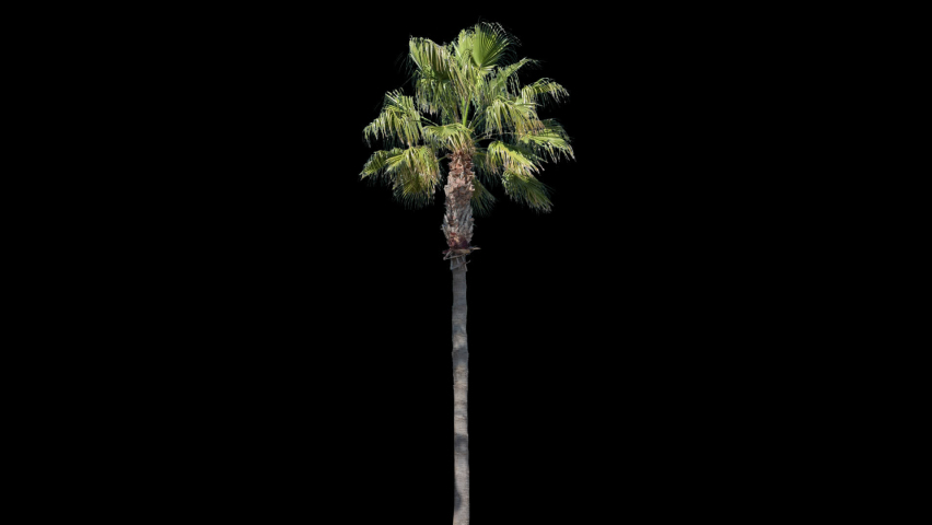 High quality 10bit footage of palm trees on the wind isolated with alpha channel. Perfect for compositing. Made from 14bit RAW Royalty-Free Stock Footage #1058758531