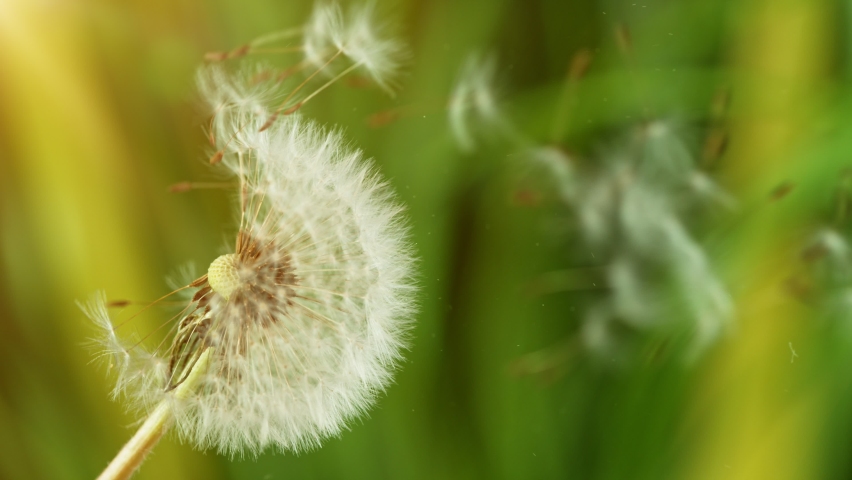 Macro Shot of Dandelion being blown in super slow motion. Filmed on high speed cinematic camera at 1000 fps. Royalty-Free Stock Footage #1058759266