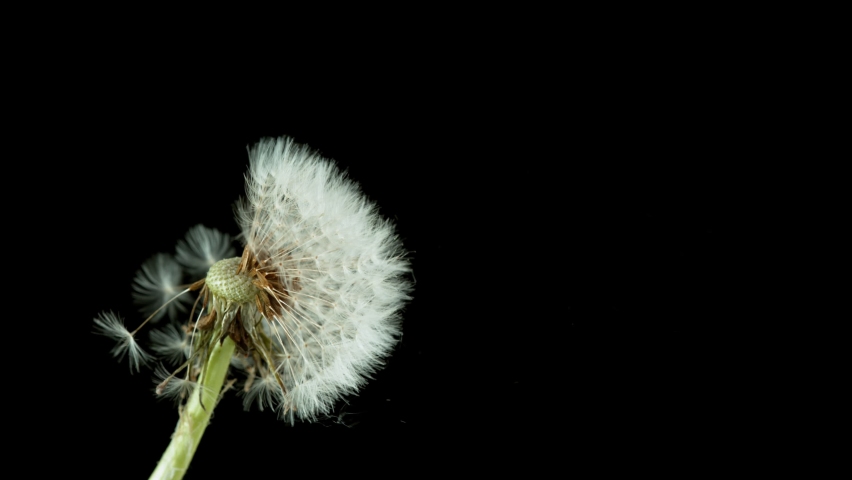 Macro Shot of Dandelion being blown in super slow motion on black background. Filmed on high speed cinematic camera at 1000 fps. Royalty-Free Stock Footage #1058759278