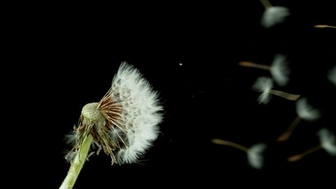 Macro Shot of Dandelion being blown in super slow motion on black background. Filmed on high speed cinematic camera at 1000 fps.