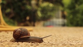 Video of snail crossing the road