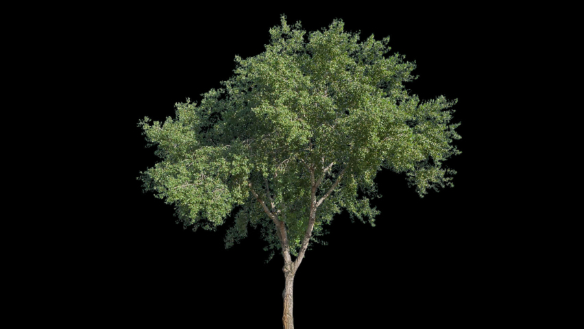 High quality 10bit footage of trees on the wind isolated with alpha channel. Perfect for compositing. Made from 14bit RAW