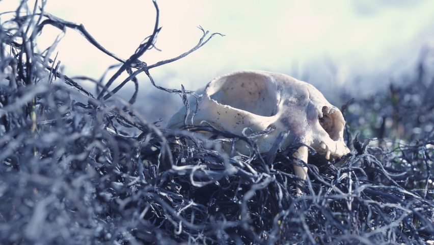 Wildfire. Burnt animal in a forest fire on ashes of burnt grass. Skull of a wild animal burnt in a forest fire.