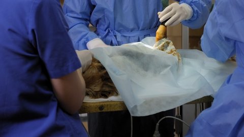 Preparing the dog for surgery in a veterinary clinic, the doctor covers the dog with a sterile diaper.