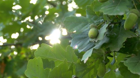 The sun's rays shine through the green leaves of the oak. Acorns on tree branches