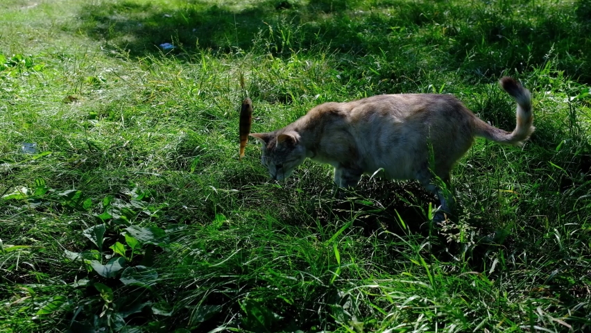 footage of cat caching fresh caught fish fron the rod on a green grass by the river