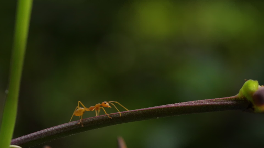 Guard Ants Stock Video Footage - 4K and HD Video Clips | Shutterstock